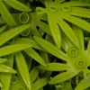 Pflanzenblatt/Palmblatt 6 x 5 (versch. Farben)